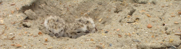 Piping Plover chicks